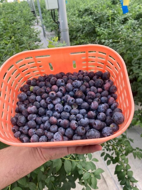 رئیس سازمان جهاد کشاورزی گیلان خبر داد: 30  هکتار از اراضی کشاورزی گیلان زیر کشت بلوبری